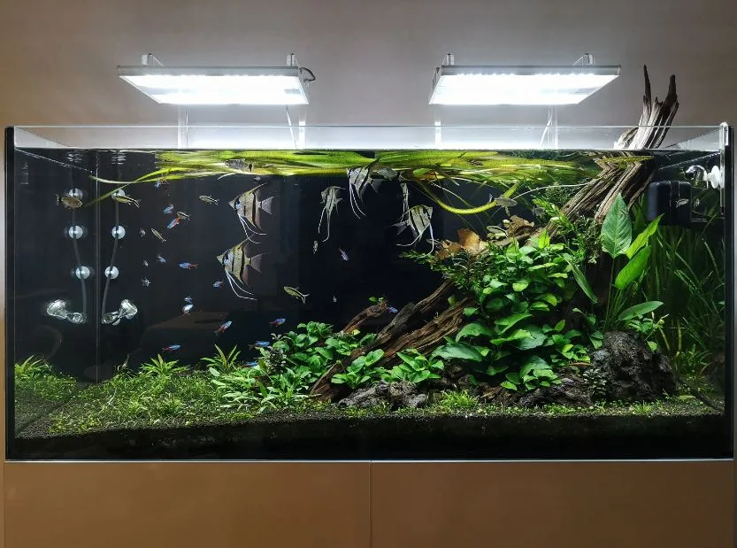 Idee Fantastiche Per Acquari Come Decorare Un Acquario Di Acqua Dolce