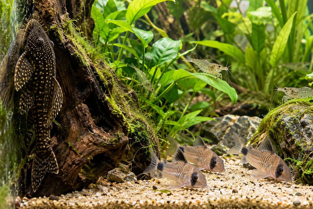pesci-pulitori-per-acquario