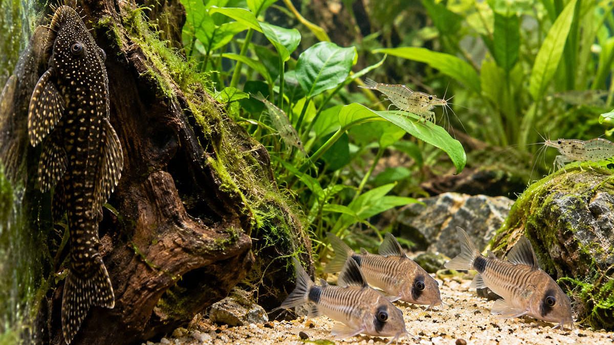 pesci-pulitori-per-acquario