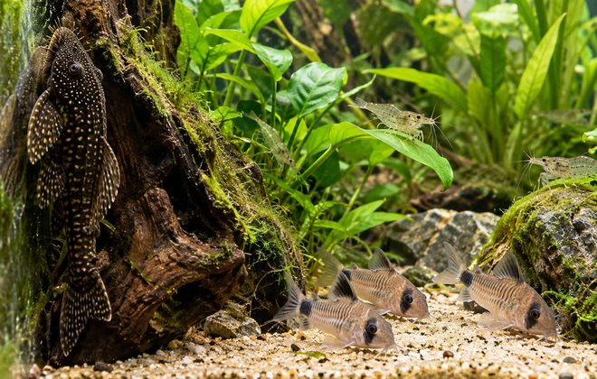 pesci-pulitori-per-acquario